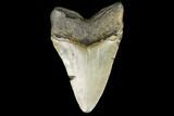 Fossil Megalodon Tooth - North Carolina #124636-2
